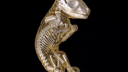 Científicos planean revivir a los tigres de Tasmania, extintos desde 1936