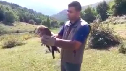 Avladığı yılanı bütün yutarak boğulma tehlikesi geçiren kartalın tedavisi tamamlandı