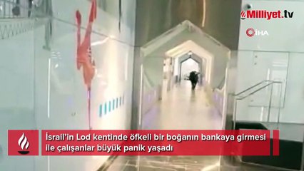 İsrail’de öfkeli boğa bankaya girdi