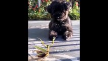 Awesome SO Cute Animal ! Funny Dog and Cat Videos to Keep You Smiling!