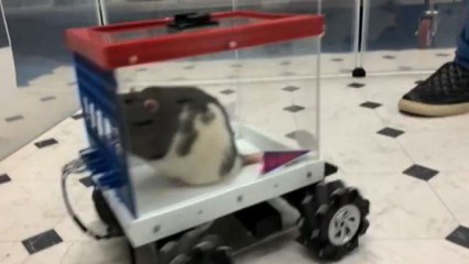 I topi vengono addestrati a guidare piccole auto