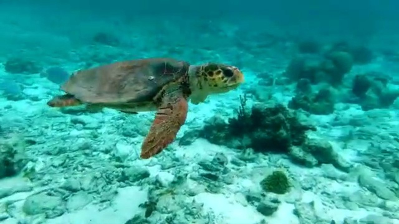 Nature And Wildlife Video – Bird and animal is beautiful creature on our planet