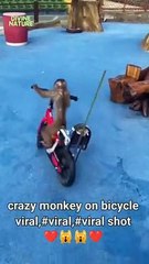 Crazy monkey on bicycle viral monkey on cycle crazy