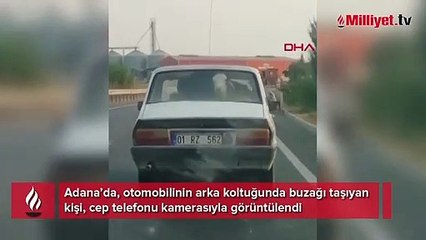 Buzağıyı otomobilin arka koltuğunda taşıdı