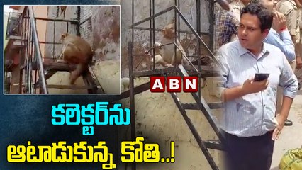 కలెక్టర్ ను ఆటాడుకున్న కోతి ..! || ABN DIGITAL
