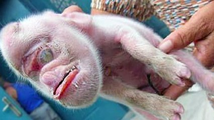 15 Craziest Animal Mutations In The World