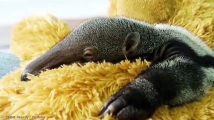 This Is What 15 Newborn Animals Look Like