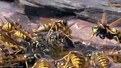 15 Craziest Fights In The Insects Kingdom