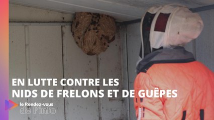 En lutte contre les nids de frelons et de guêpes