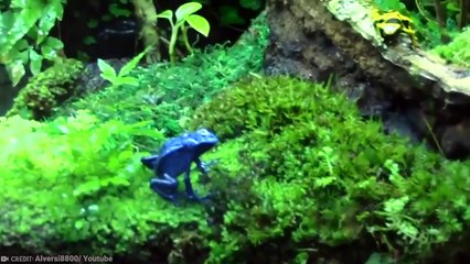 15 Surprisingly Dangerous Animals In The World