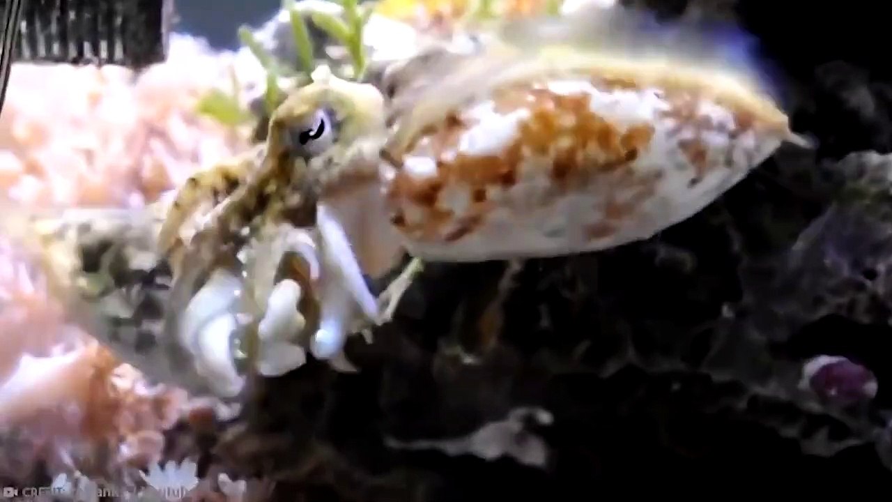 15 Animals Who Are Evil Geniuses