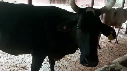 छह लाख से अधिक पशुधन लम्पी की चपेट में और अब डॉक्टर और एलएसए की भर्ती करेगी सरकार