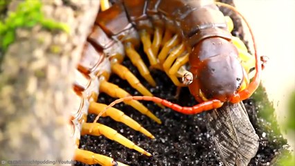 15 Most Painful Animal Stings You Can Experience