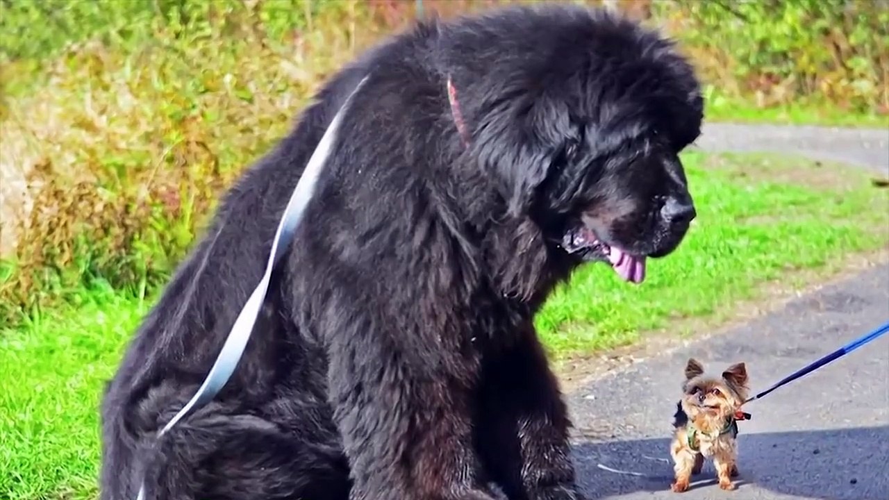 15 Biggest Guard Dogs In The World video Dailymotion