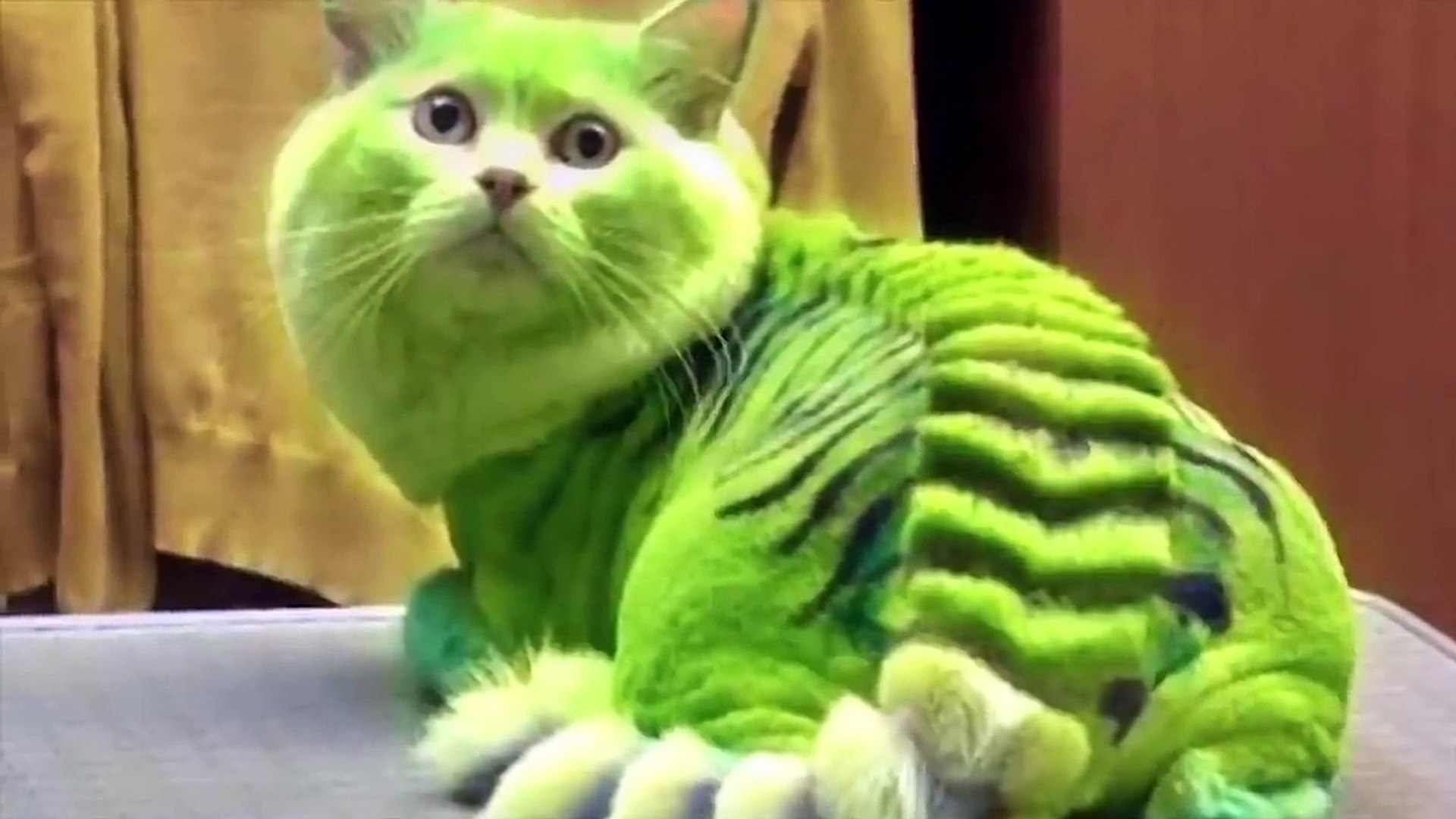 Scariest Cat In The World