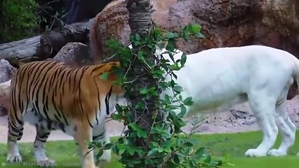 15 Craziest Fights In The Animals Kingdom