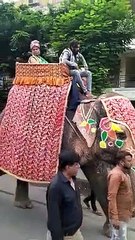 VIDEO... सरसपुर में जागनाथ महादेव एवं रणछोडऱाय की निकाली शोभायात्रा