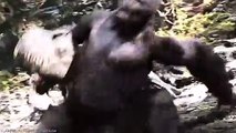 King Kong VS T-Rex – (Who Would Win)