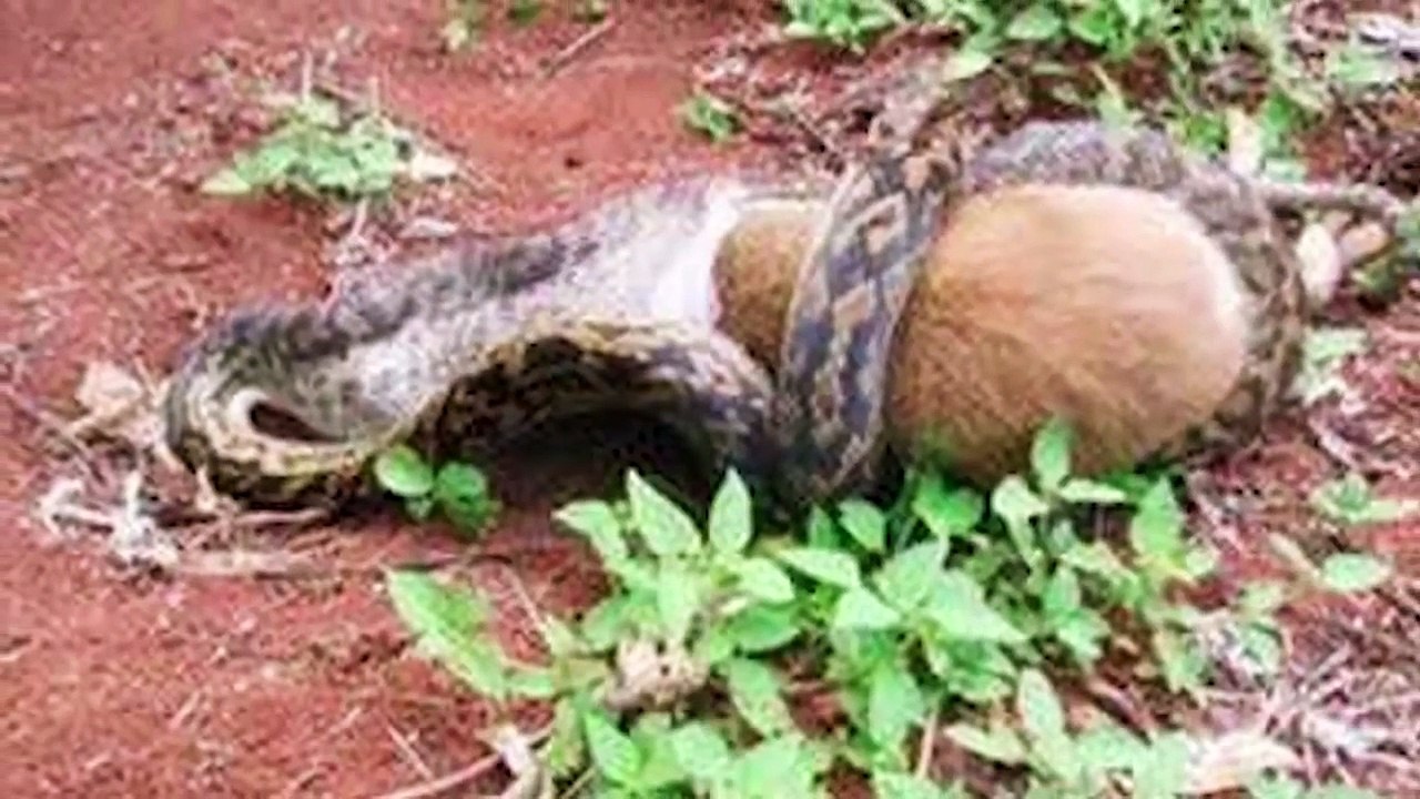 15 Craziest Things Swallowed by a Snake