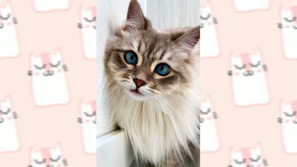 Beautiful and funny Cats videos compilations 2022
