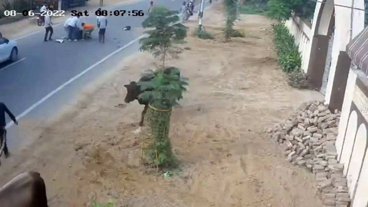 Bullfight on the road caused a car accident