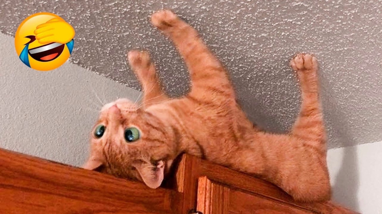 Best Funny Animal Videos 2022  - Funniest Dogs And Cats Videos 