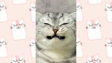 Cute Cat videos ! Funny and cute cat videos compilation