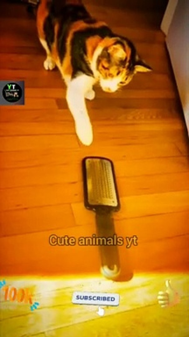 ⁣World Best Funny Cat Animals Videos 2022 _ Funny Animals Video _ Cute Animals Yt #shorts #animals