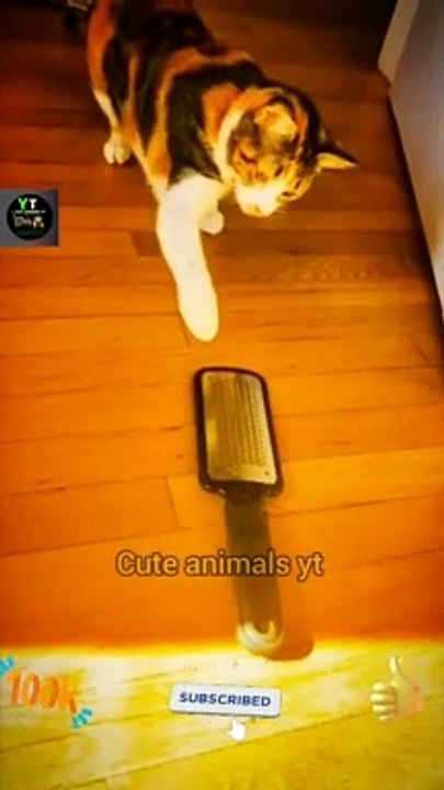 World Best Funny Cat Animals Videos 2022 _ Funny Animals Video _ Cute Animals Yt #shorts #animals