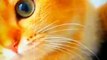 Cute Pie Little Cat Talking Meow Meow _ Cute Animals Yt _ Amazing Cat Videos 2022 #shorts #animals