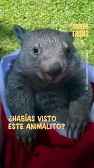 Wombat: la especie de marsupial más adorable de Australia