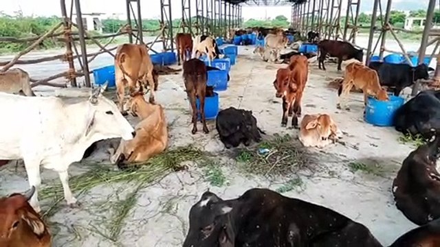लम्पी स्किन डिजीज : जिले में 144 गोवंश की मौत