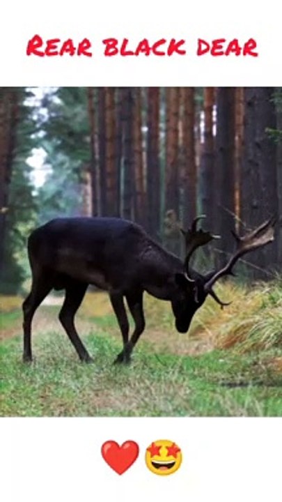 Rear Black Dear ️ - video Dailymotion