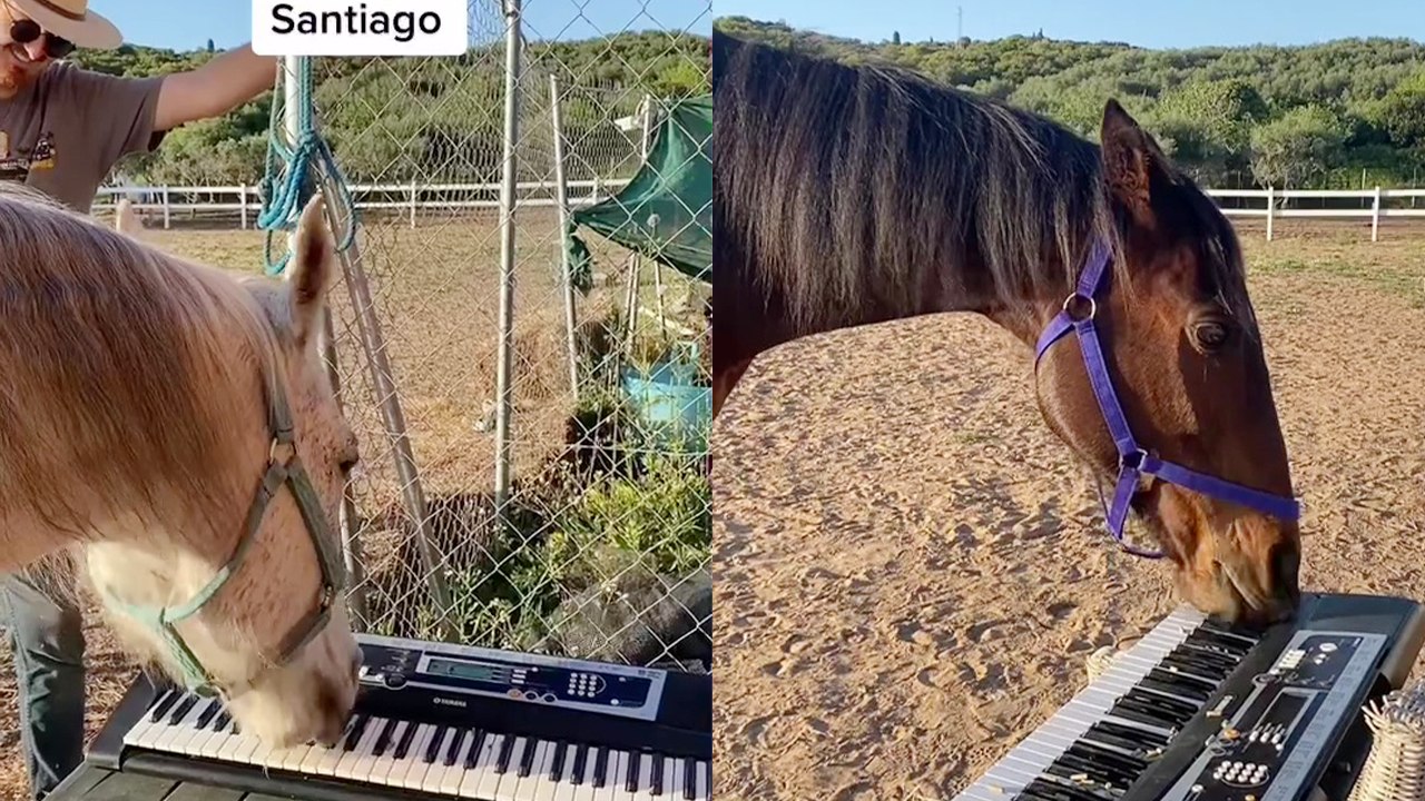 'Horses blow expectations out of the water with BRILLIANT piano