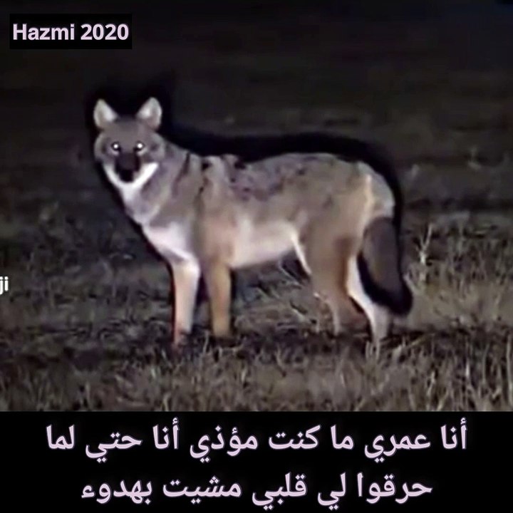 حرقوا لي قلبي ومشيت بهدوء ...