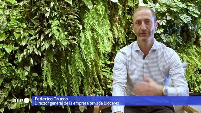 El viento sopla a favor de cultivos transgénicos de Argentina