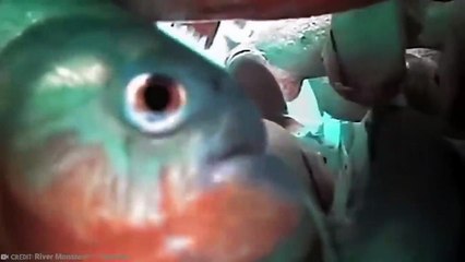 15 Most Dangerous Fish in The World