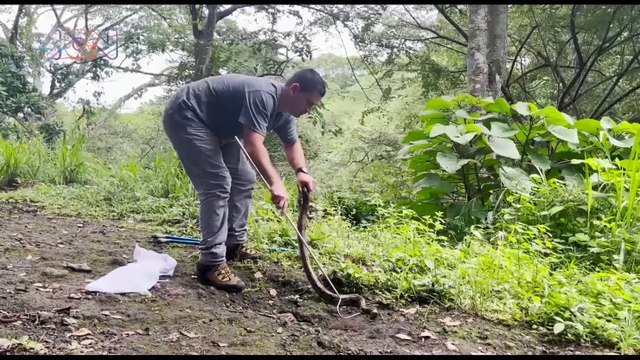 Él rescata serpientes de Turrúcares de Alajuela qn-Él rescata serpientes de Turrúcares de Alajuela-210822