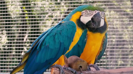 Ziggy's Haven Bird Sanctuary (Inverness, Florida) - Non-Profit Bird Rescue & Adoption Center - Educational Tour - Walking Tour