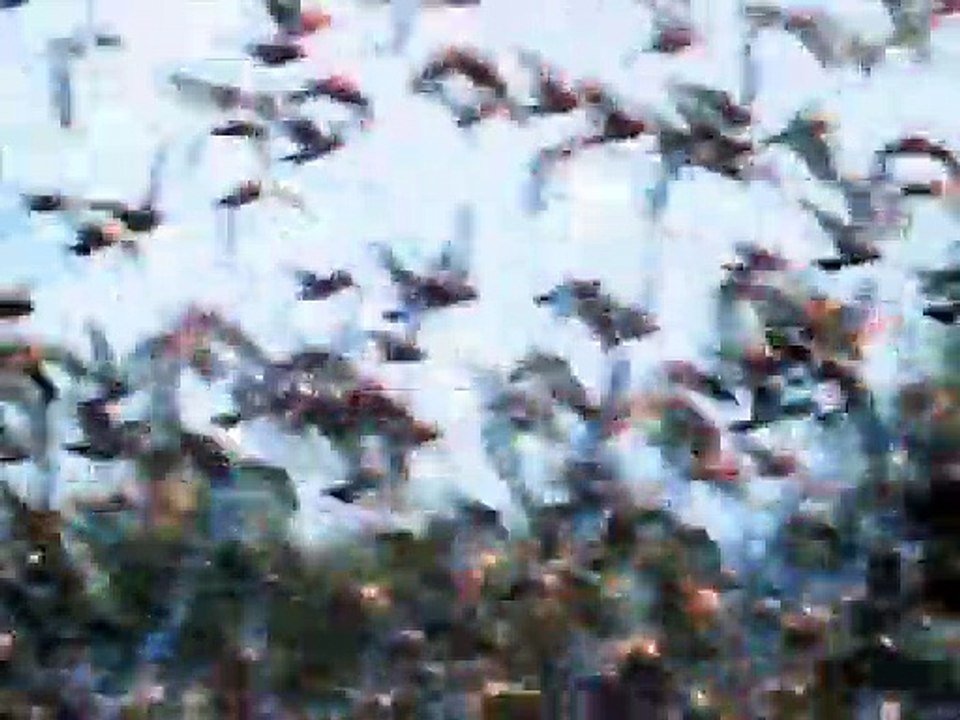 Die Schattenkrieger Staffel 1 Folge 8 HD Deutsch