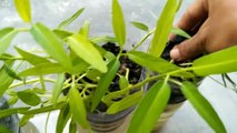 cara mudah menanam kangkung hidroponik semua pasti bisa
