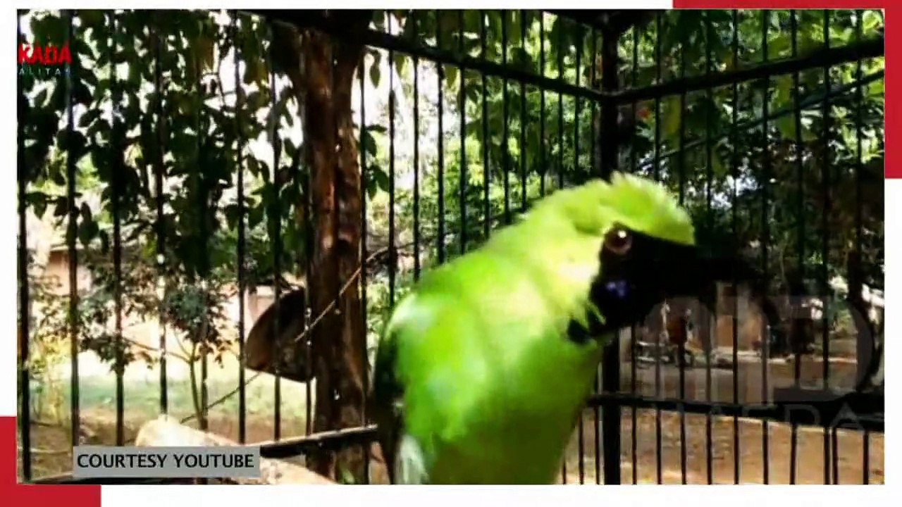 Menganal Jenis Burung Kicau yang Memiliki Suara Merdu Terpopuler, Bisa Dipelihara di Rumah