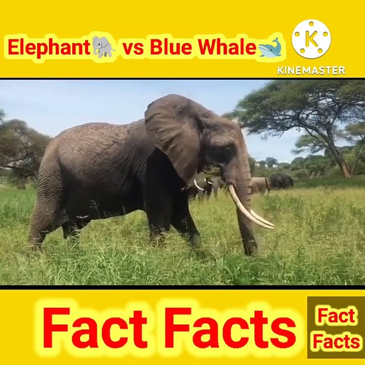 Elephant vs Blue Whale #shorts #factbhai #factfacts