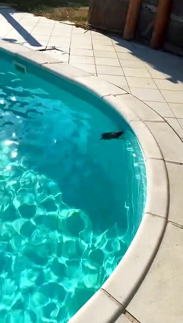 ⁣Hedgehog Saved From Swimming Pool
