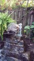 Raccoon Is Fascinated with Fountain