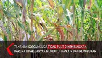 Panen Raya di Lamongan, Menteri Pertanian Sebut Komoditas Sorgum Dapat Atasi Impor Gandum
