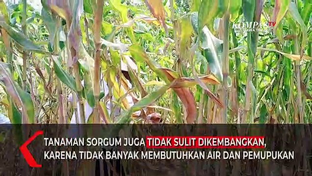 Panen Raya di Lamongan, Menteri Pertanian Sebut Komoditas Sorgum Dapat Atasi Impor Gandum