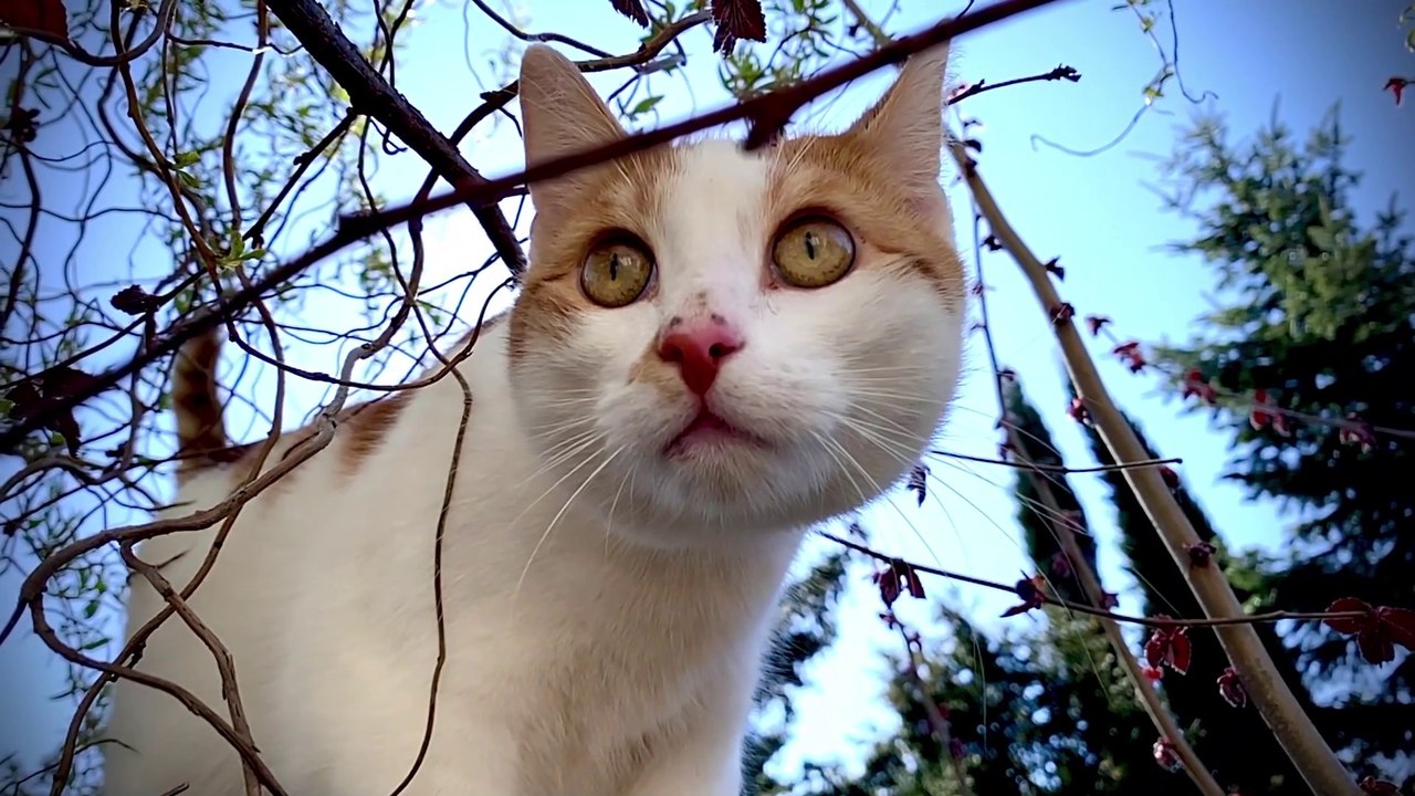 Cat love video