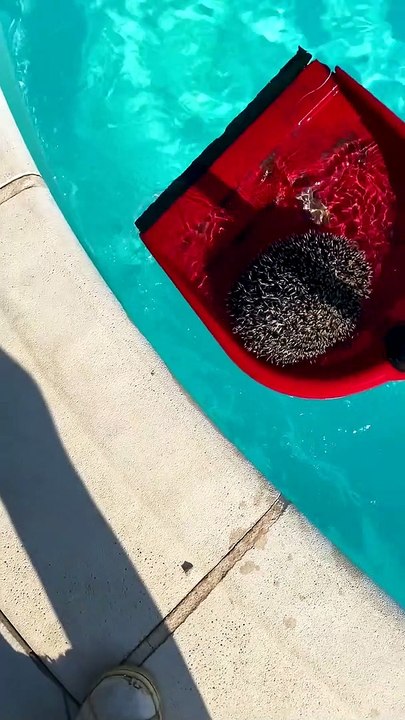 Hedgehog Saved From Swimming Pool