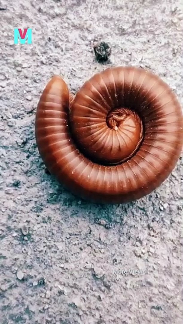 ⁣Natural animals - animal lifes